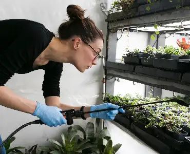 Indoor Plant Maintenance